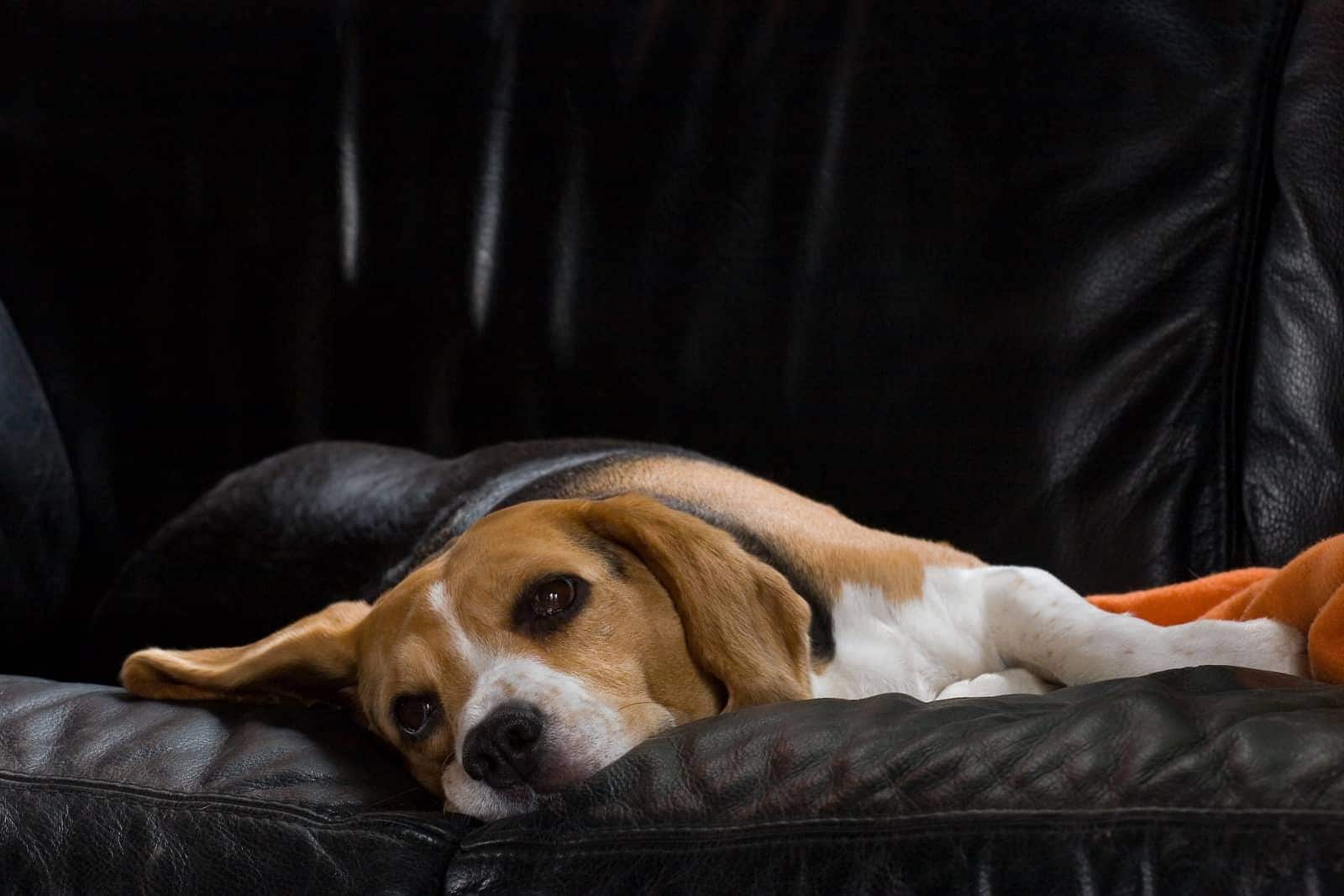 beagle-on-leather-sofa-SW Θηλυκό μπιγκλ αναπαύεται πάνω σε έναν μαύρο δερμάτινο καναπέ.