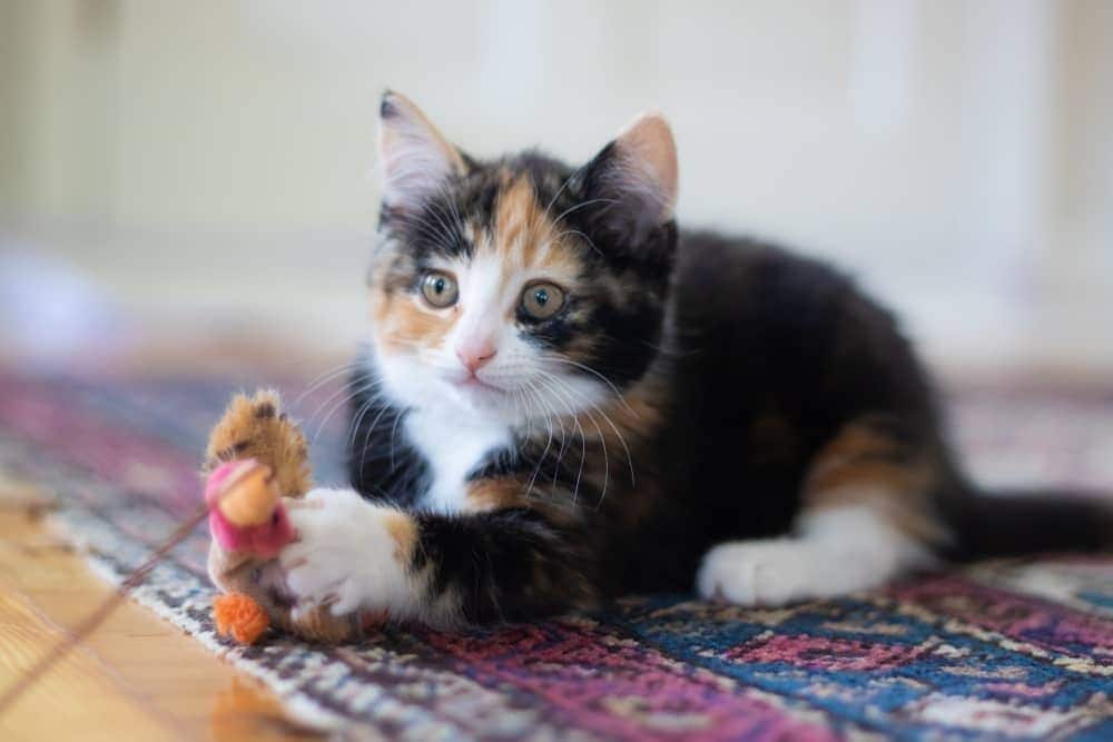 Calico kitten laying on carpet with toy on string