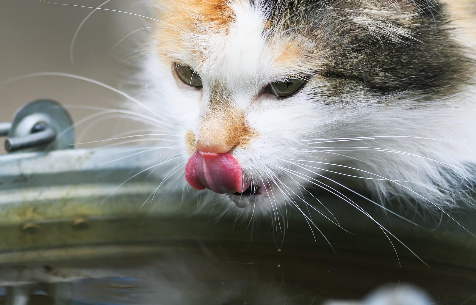 cat-drinks-water-from-bucket Cat drinks water from a bucket and licks his nose
