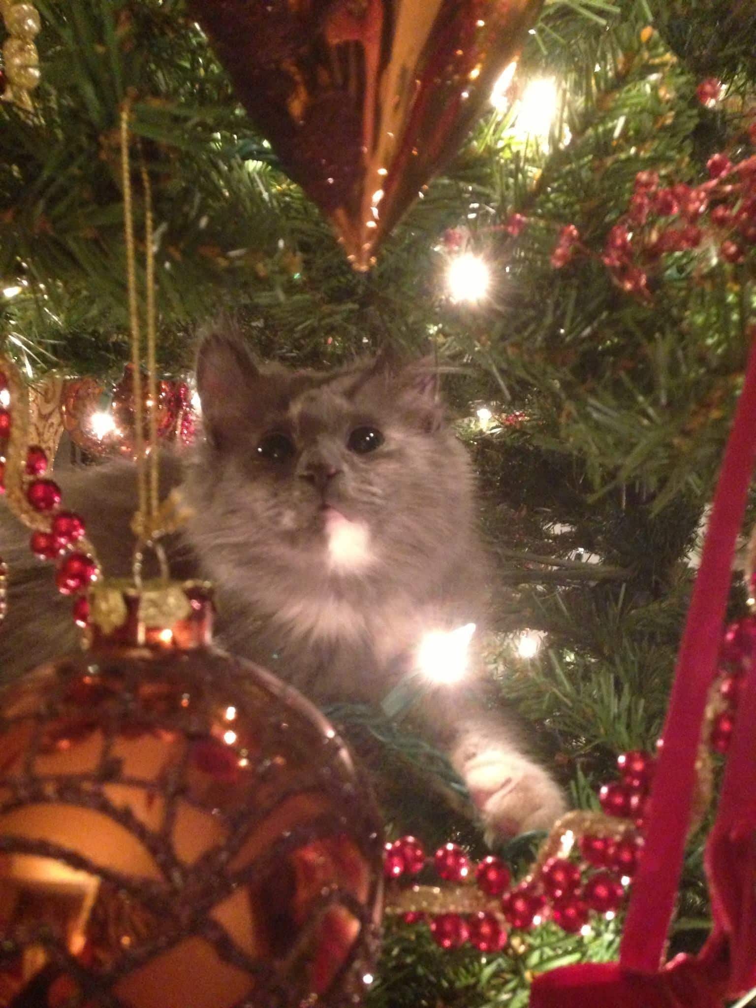 cat-in-christmas-tree-staring-at-ornaments-SW Sugar, fascinated by the Christmas lights.