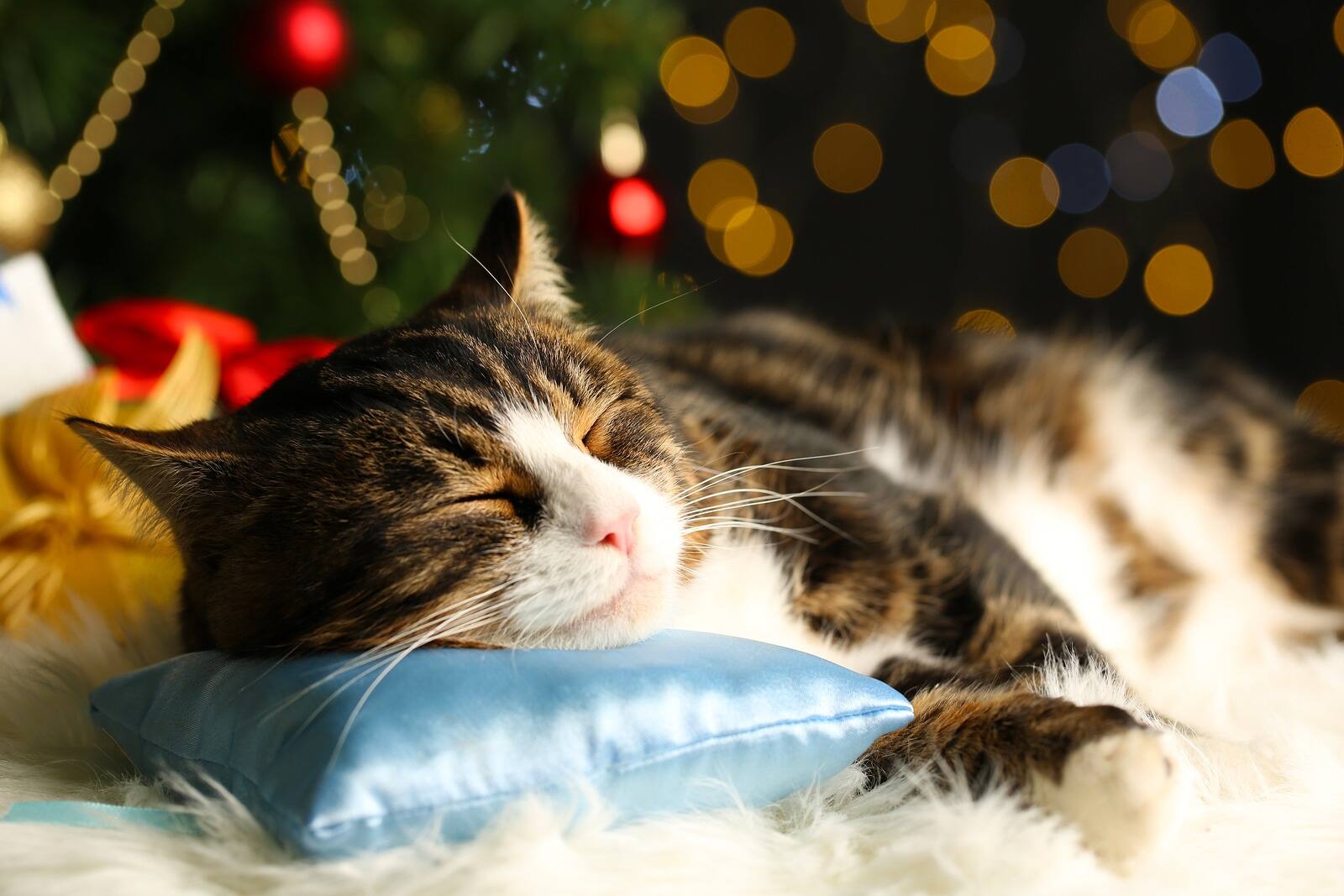cat-sleeping-in-front-of-christmas-tree Black and orange cat sleeping with head on blue pillow in front of Christmas décor.