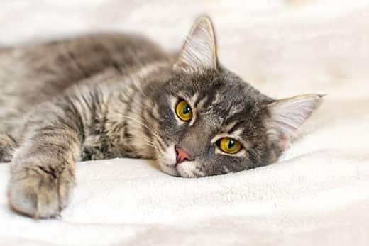 Gray cat with yellow eyes lays on a white blanket in human bed.