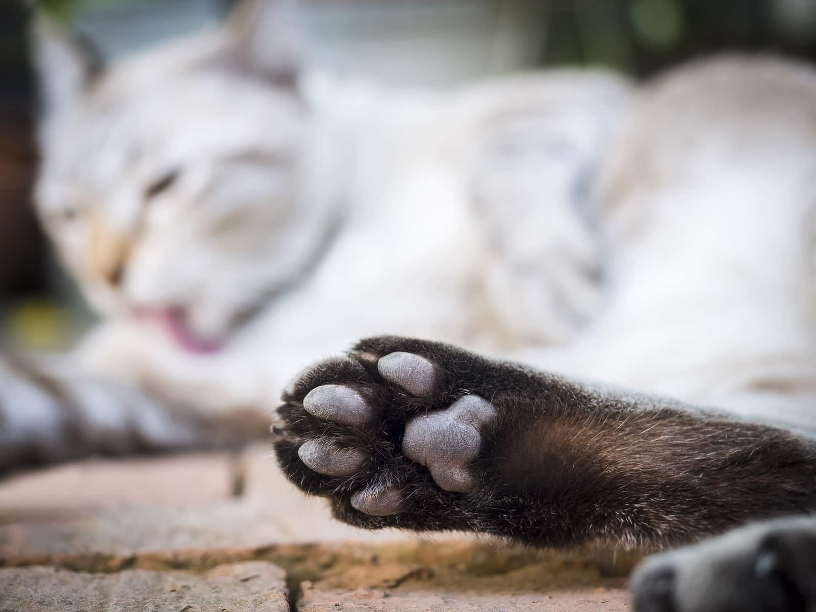 close-up-of-cat-paw-SW Πατούσα γάτας σε θολό φόντο