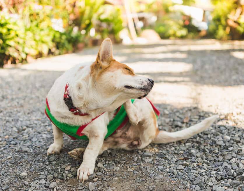  Κόργκι με πράσινο πουλόβερ ξύνει το αυτί του.