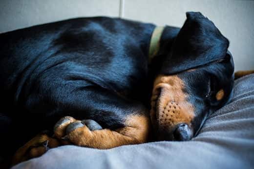 doberman-puppy-asleep-SW Κουτάβι ντόμπερμαν με πράσινο κολάρο κοιμάται πάνω στο κρεβάτι.