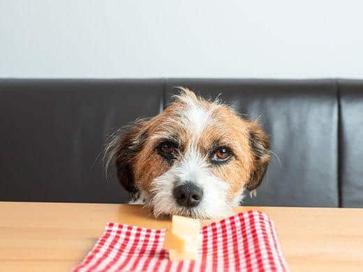 Scruffy looking dog with head on table stares at plate with cheese.