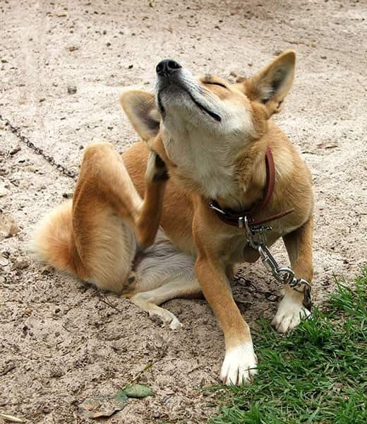 Πορτοκαλί σκύλος με λουρί κάθεται και ξύνεται σε εξωτερικό περιβάλλον.