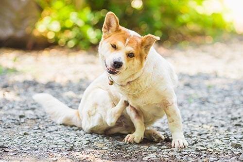 dog-scratching-while-sitting-outdoors-SW Σκύλος ξύνεται σε εξωτερικό χώρο.