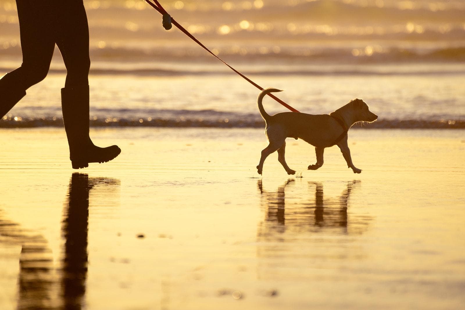 Dog walking on the beach at sunset with owner in tow.