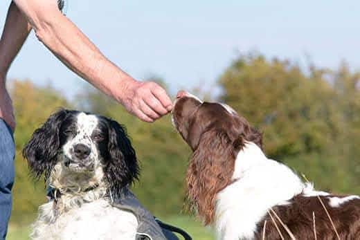 Αγγλικό σπρίνγκερ σπανιέλ σε εξωτερικό χώρο απολαμβάνει μια λιχουδιά.