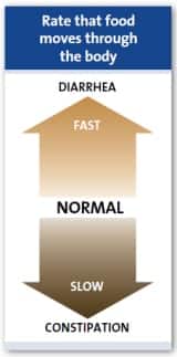 Ρυθμός με τον οποίο η τροφή κινείται μέσα στο σώμα