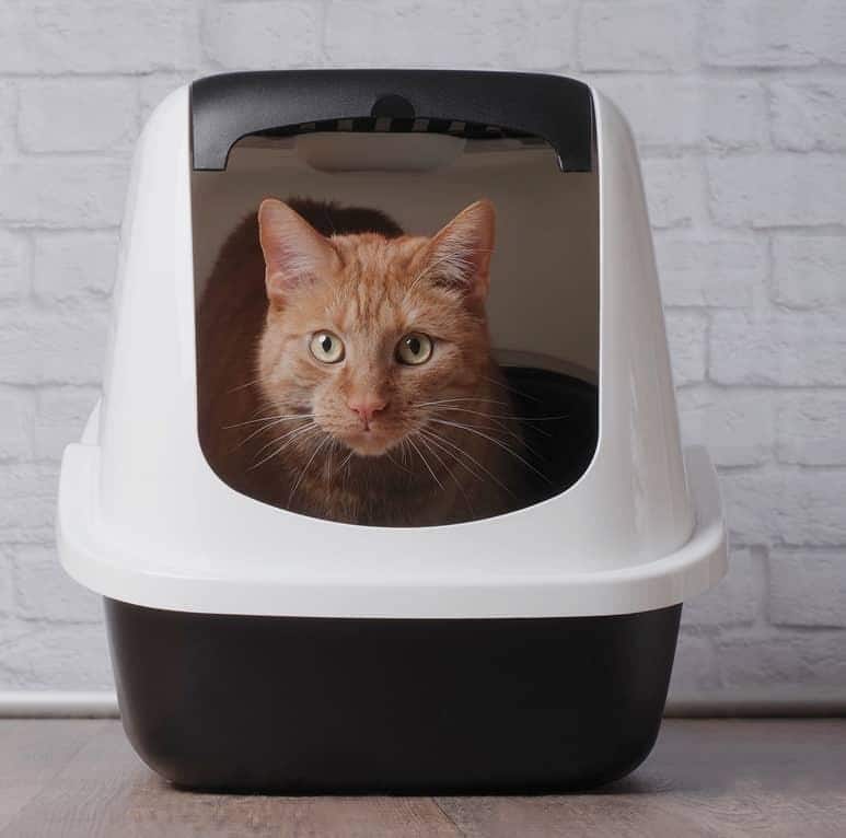 Λευκή γάτα με μπλε κολάρο χασμουριέται. Λευκή γάτα με μπλε κολάρο χασμουριέται.