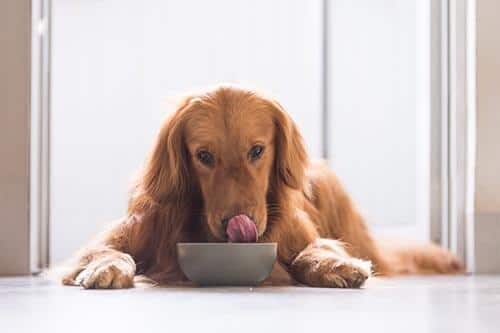 golden-retriever-laying-dog-while-eating-SW Γκόλντεν Ριτρίβερ τρώει από ένα μπολ