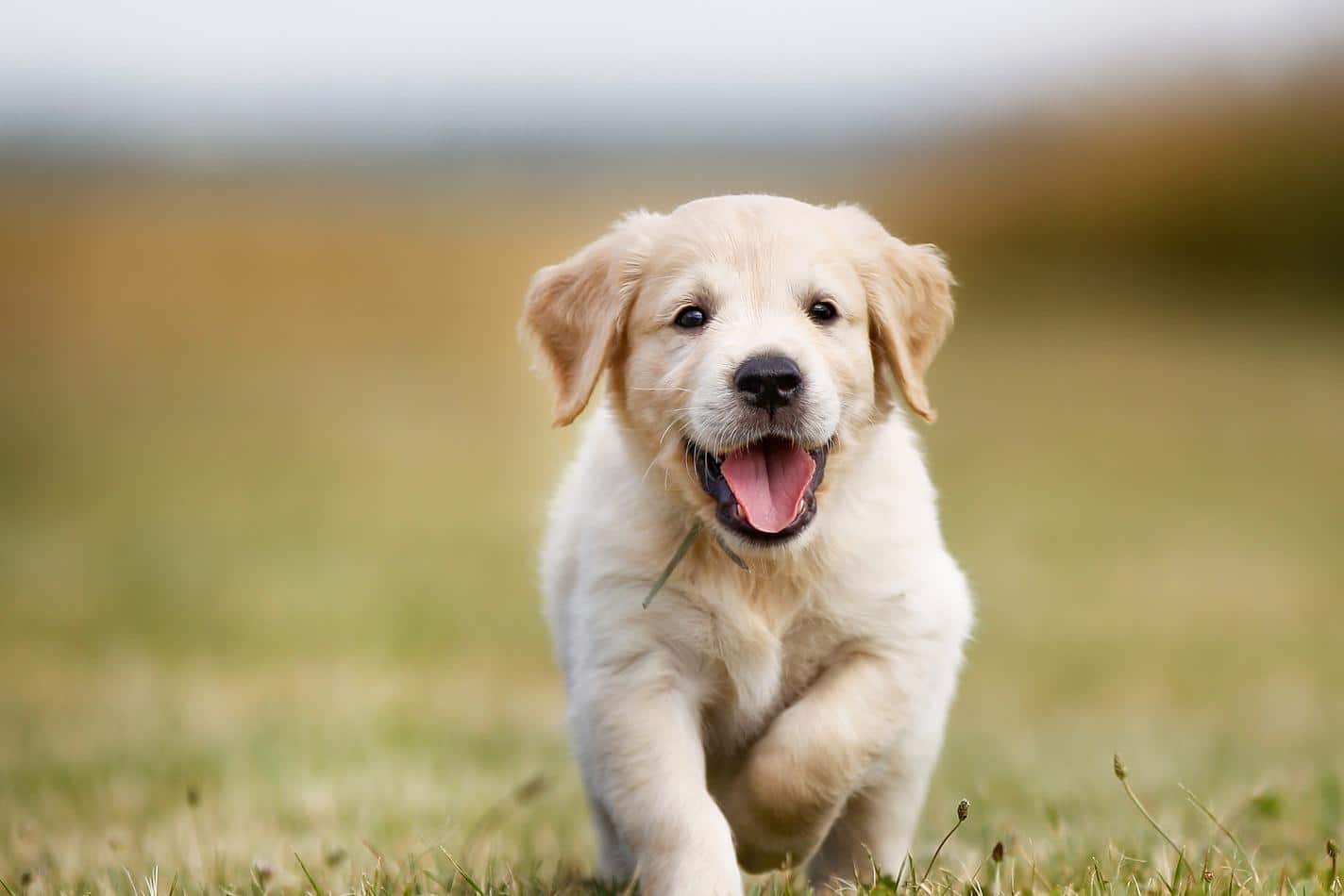 Golden retriever puppy with smile on face runs outside.