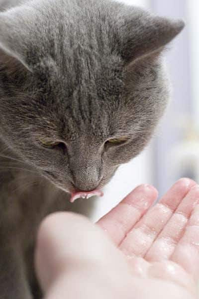 Γκρίζα γάτα γλείφει τα χείλη της Gray cat licking something off human hand.