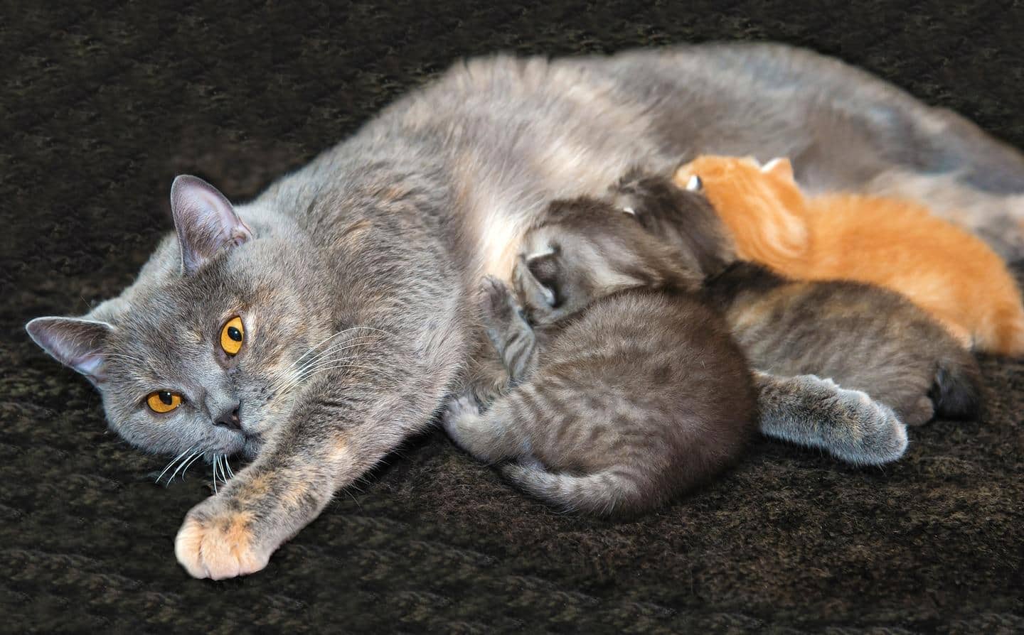 Gray cat with bright yellow eyes nursing kittens