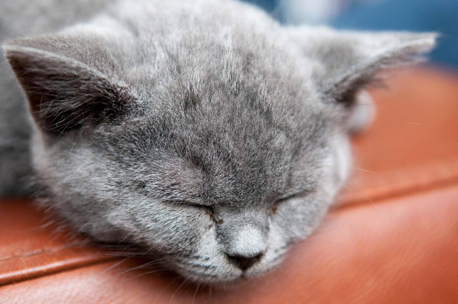 gray-cat-sleeping-on-couch-armΓκρίζα γάτα κοιμάται στην άκρη ενός καφέ δερμάτινου καναπέ.