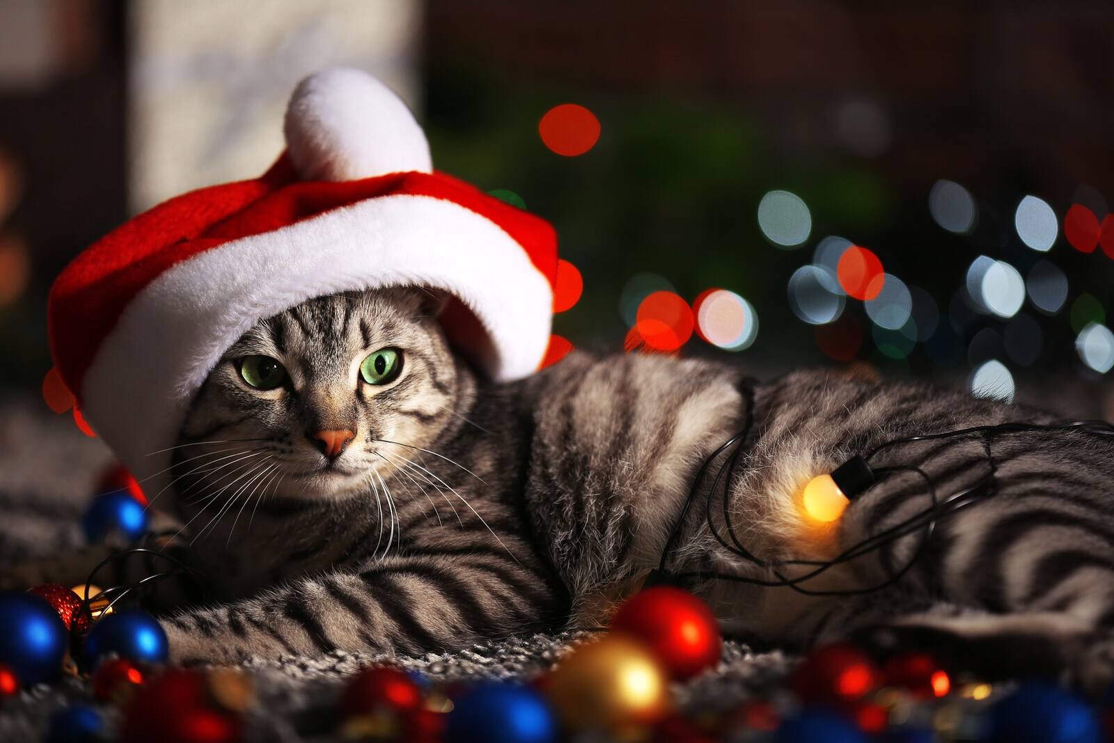 gray-tabby-with-santa-hat Gray and black striped tabby with Santa hat on lies in middle of Christmas lights.