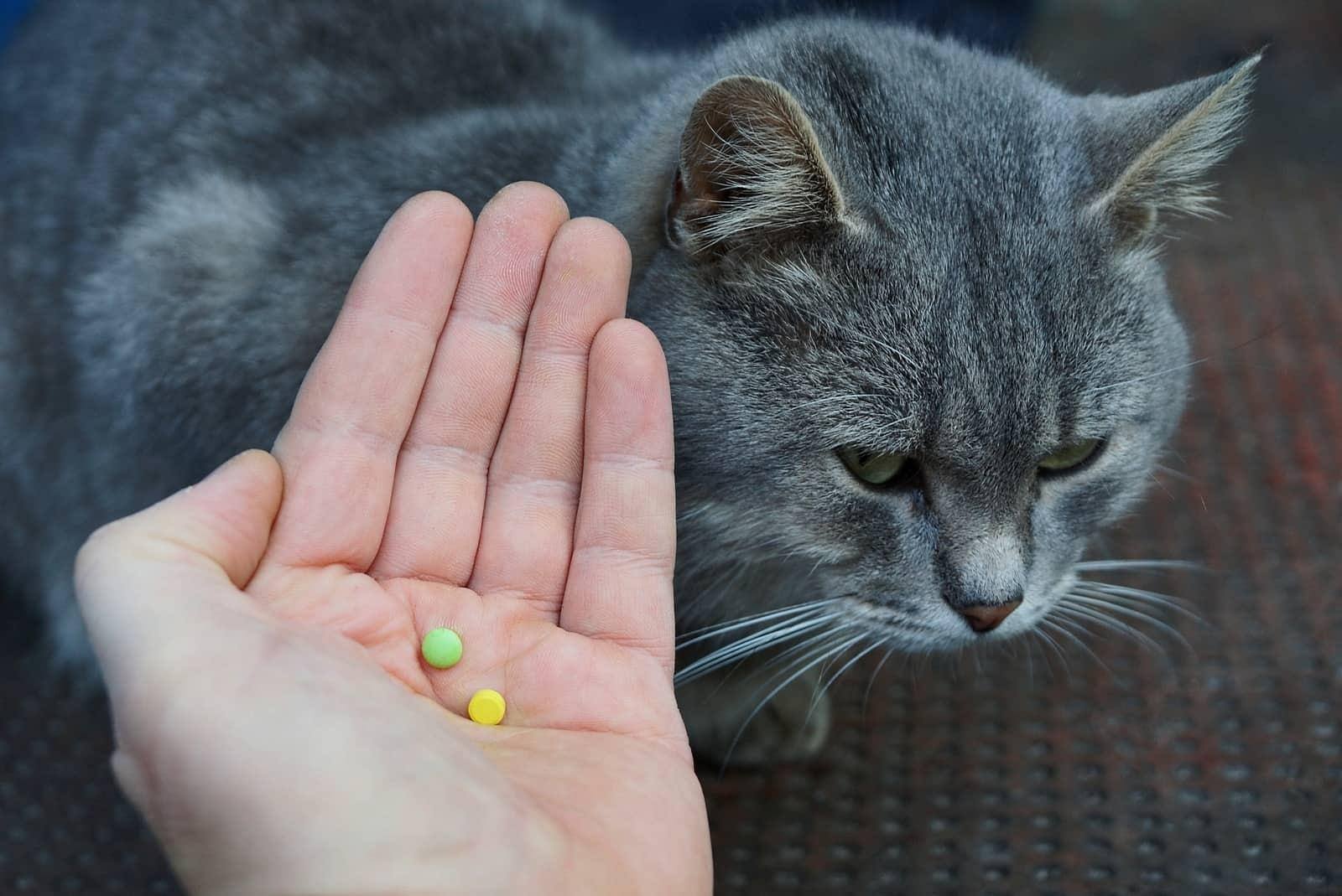 hand-holds-out-pills-for-cat-SW Hand holding out pills over the top of a gray cat.