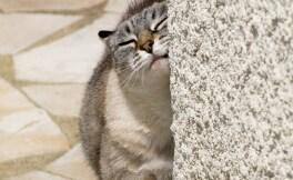 Start your cat with healthy scratching habits