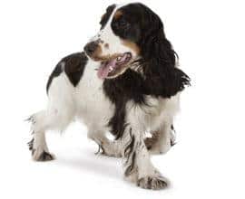 Υγιές κουτάβι