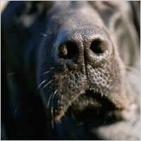 Black lab dog nose up close