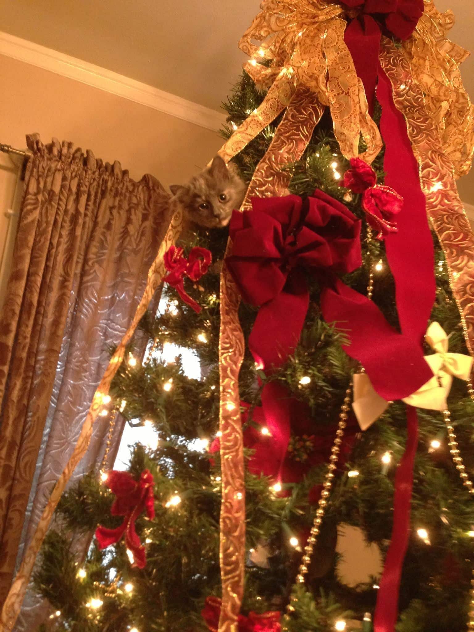 kitten-with-head-sticking-out-of-christmas-tree-SW Spice climbing the Christmas tree.