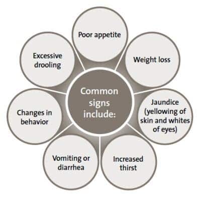 Common signs of liver disease