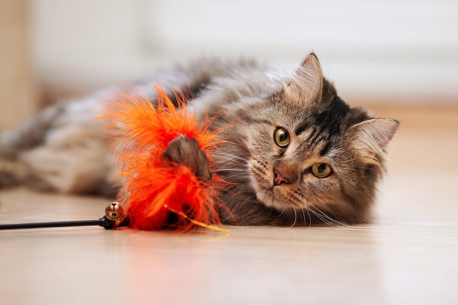 maine-coon-playing-with-orange-feather-toy Μια Μέιν Κουν εν ώρα παιχνιδιού με πορτοκαλί παιχνίδι.