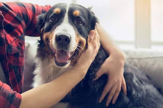 Young man in plaid shirt rubbing the ear of a smiling Bernese mountain dog.
