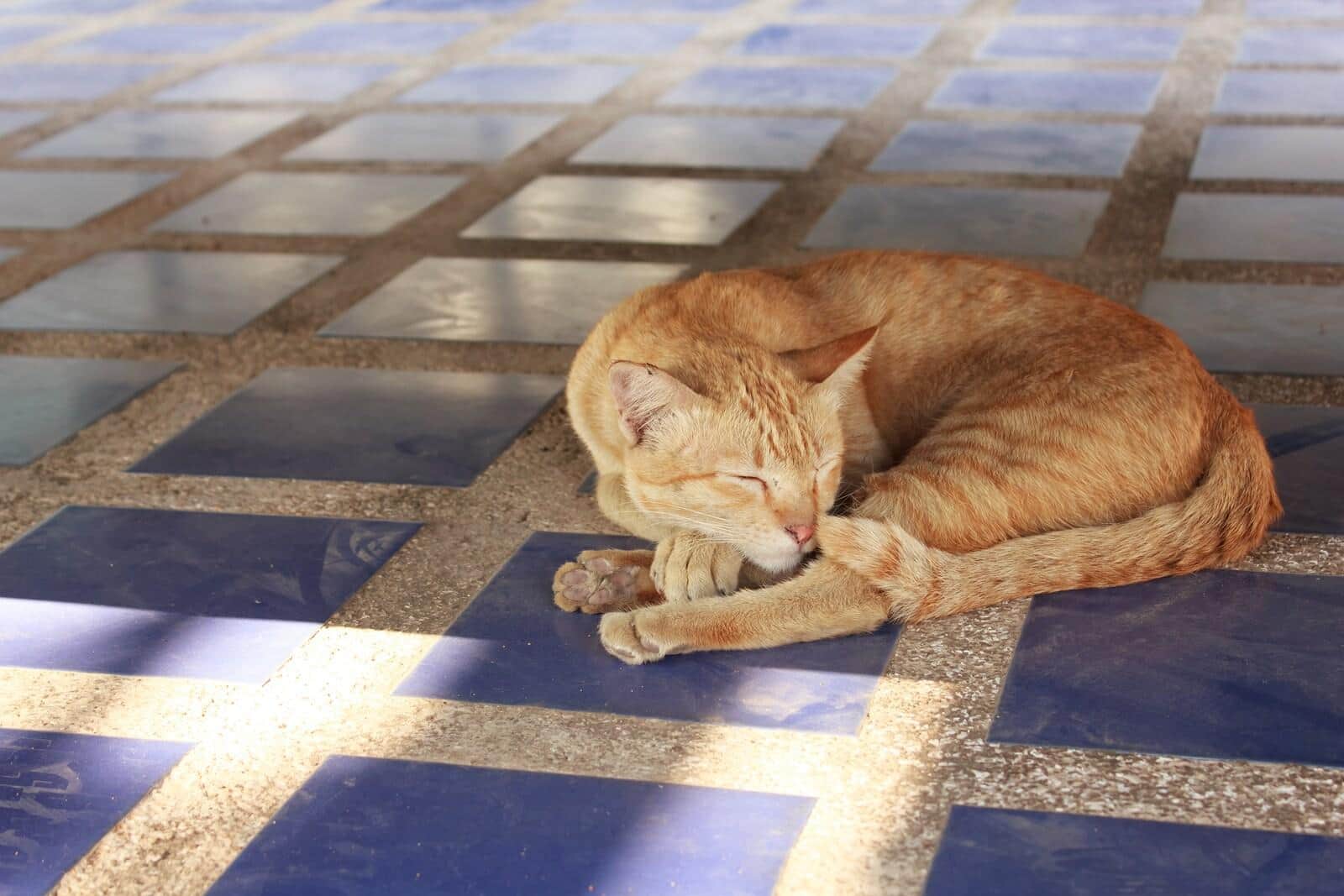 orange-cat-lying-on-blue-tile Orange cat lying on a blue tile floor sleeping.