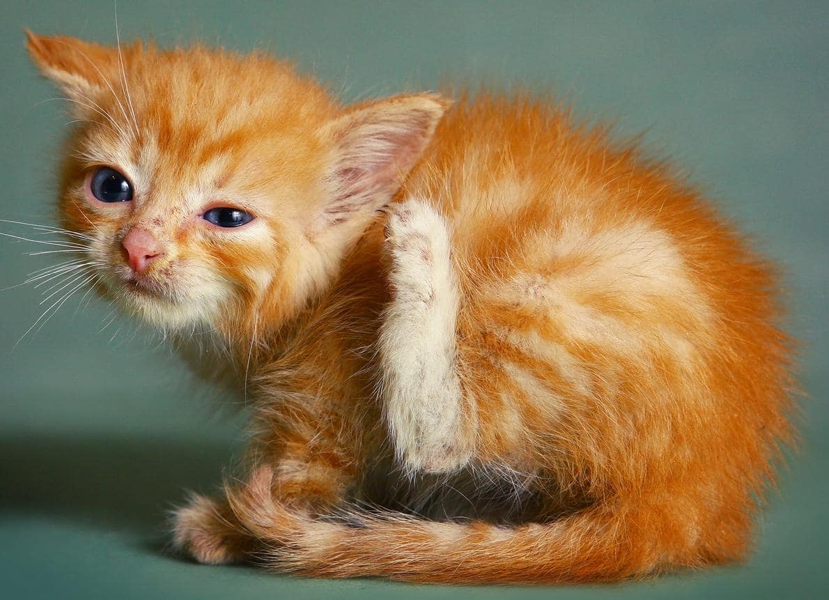 Πορτοκαλί γατάκι που ξύνει το αυτί του.