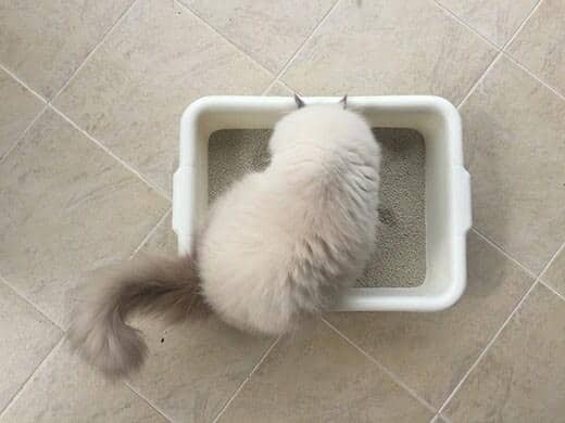 persian-cat-in-litter-box-SW Περσική γάτα μπροστά από λευκή αμμοδόχο πάνω σε πλακάκια.