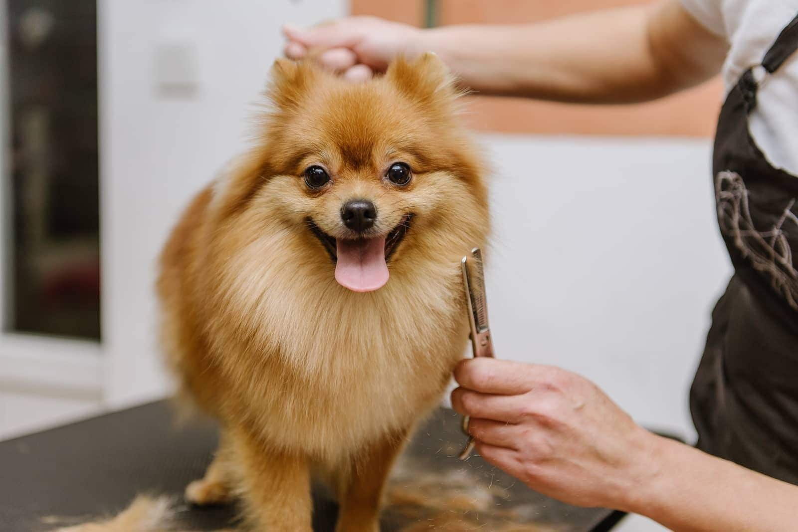 pomeranian-getting-groomed-SW Ξανθό μείγμα Πομεράνιαν την ώρα του καλλωπισμού