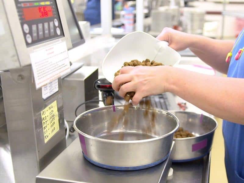 Τεχνικός κτηνίατρος τοποθετεί τροφή μέσα στο μπολ με τη βοήθεια μιας σέσουλας.