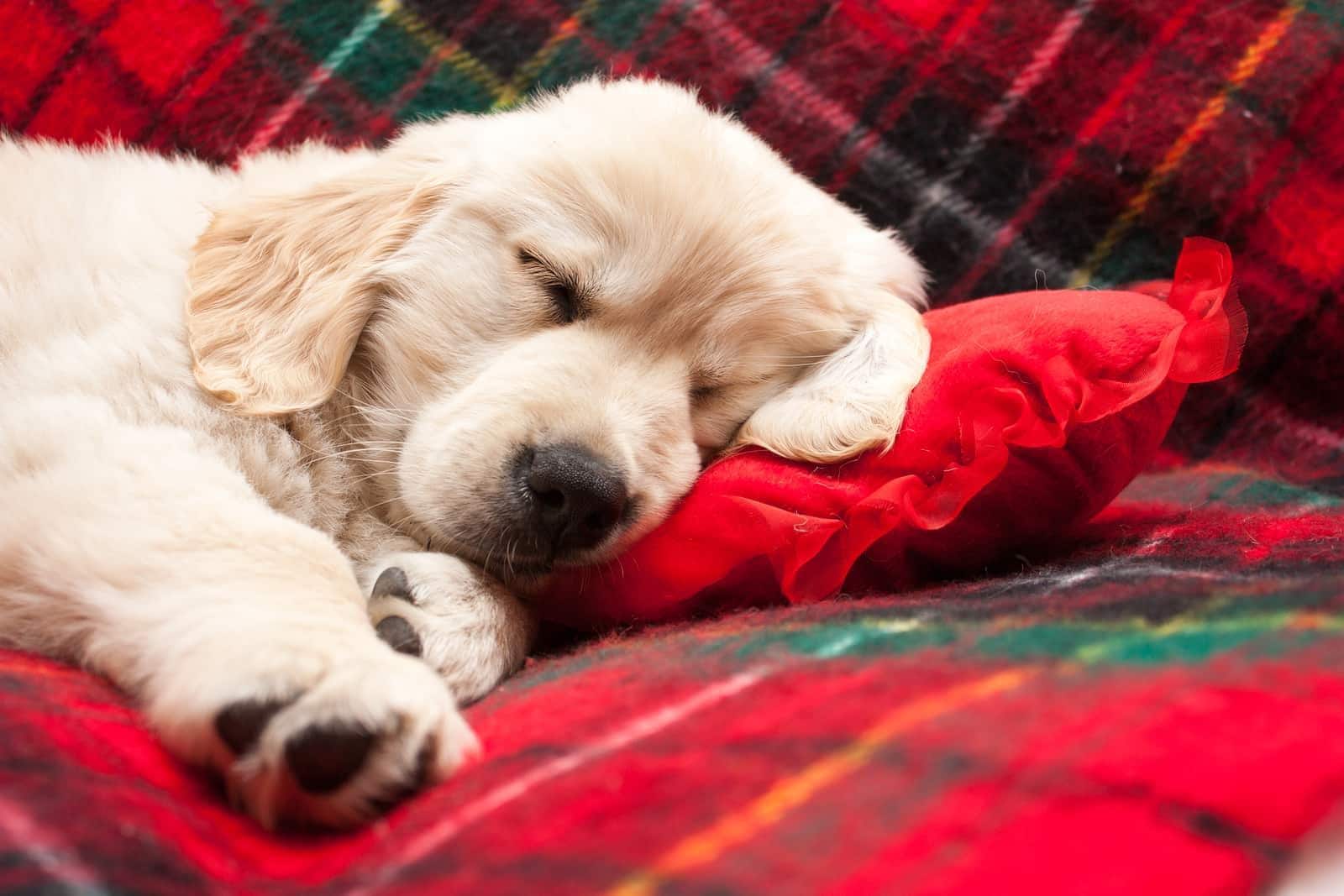 puppy-asleep-on-flannel-blanket-SW Κουτάβι Γκόλντεν Ριτρίβερ κοιμάται πάνω σε κόκκινη κουβερτούλα.