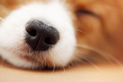 Close of up the nose of a sleeping brown corgi puppy.