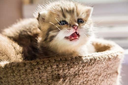 Μικρό γατάκι, μέσα σε καλάθι, νιαουρίζει.