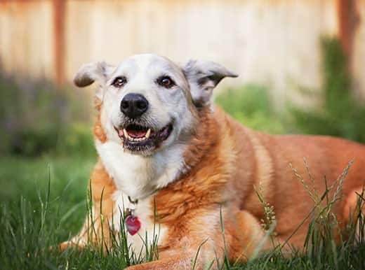 smiling-senior-dog-in-grass Χαμογελαστός ηλικιωμένος σκύλος, ξαπλωμένος στο γρασίδι στην πίσω αυλή