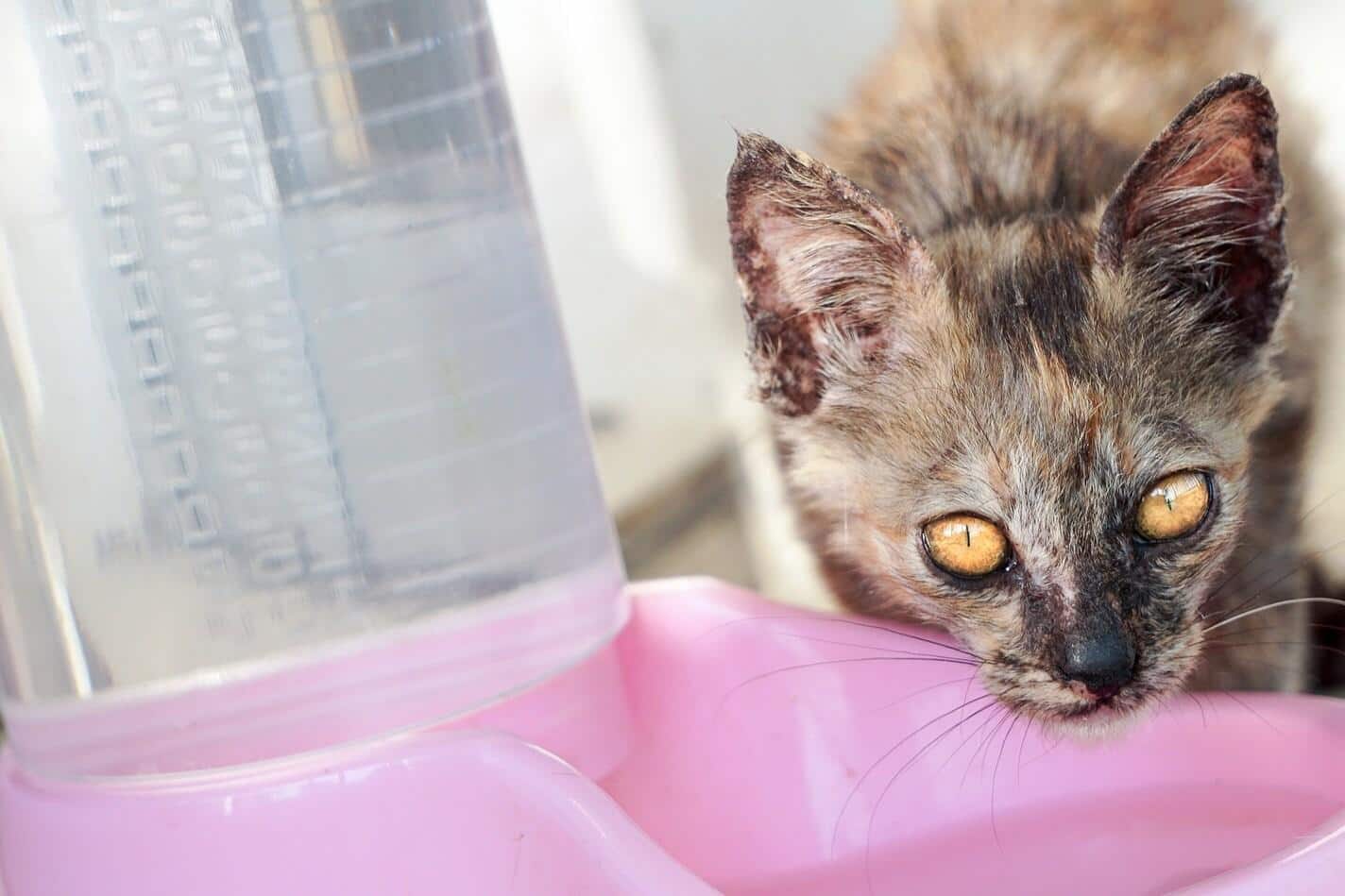 Γάτα πίνει από ένα ροζ μπολ με νερό