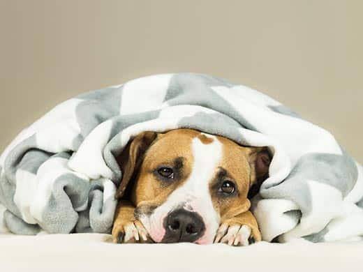 staffordshire-terrier-wrapped-in-blanket-SW Τεριέ Staffordshire τυλιγμένο σε κουβέρτα.