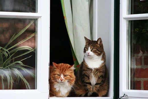 two cats sitting by the window and watches people