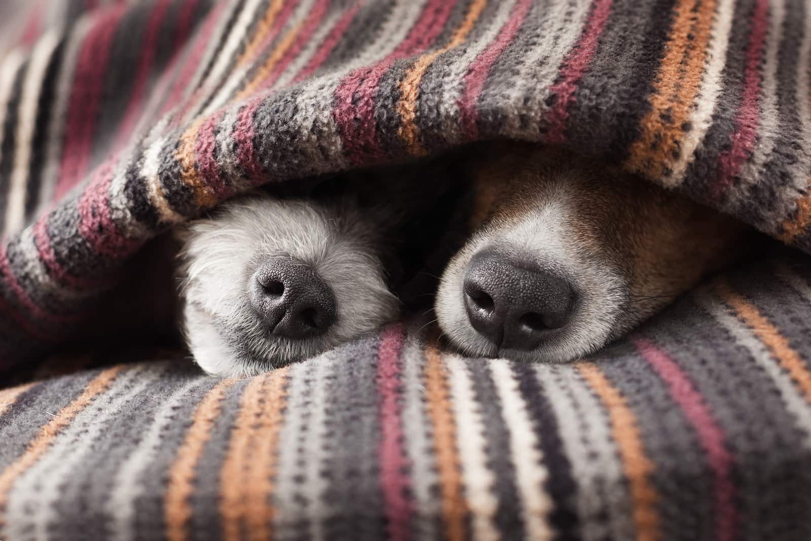 two-dog-noses-from-beneath-blanket-SW Δύο μύτες σκύλων ξεπροβάλλουν κάτω από μια κουβέρτα