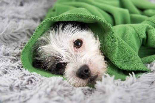 white-black-dog-wrapped-in-green-sweater-SW Ασπρόμαυρος σκύλος ξαπλωμένος πάνω σε χαλί, τυλιγμένος σε πουλόβερ.