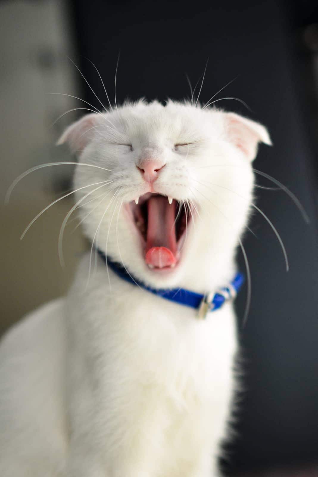 γάτα με κόκκινο τρίχωμα κάθεται πάνω στην αμμοδόχο και κοιτάζει τη φωτογραφική μηχανή. γάτα με κόκκινο τρίχωμα κάθεται πάνω στην αμμοδόχο και κοιτάζει τη φωτογραφική μηχανή.