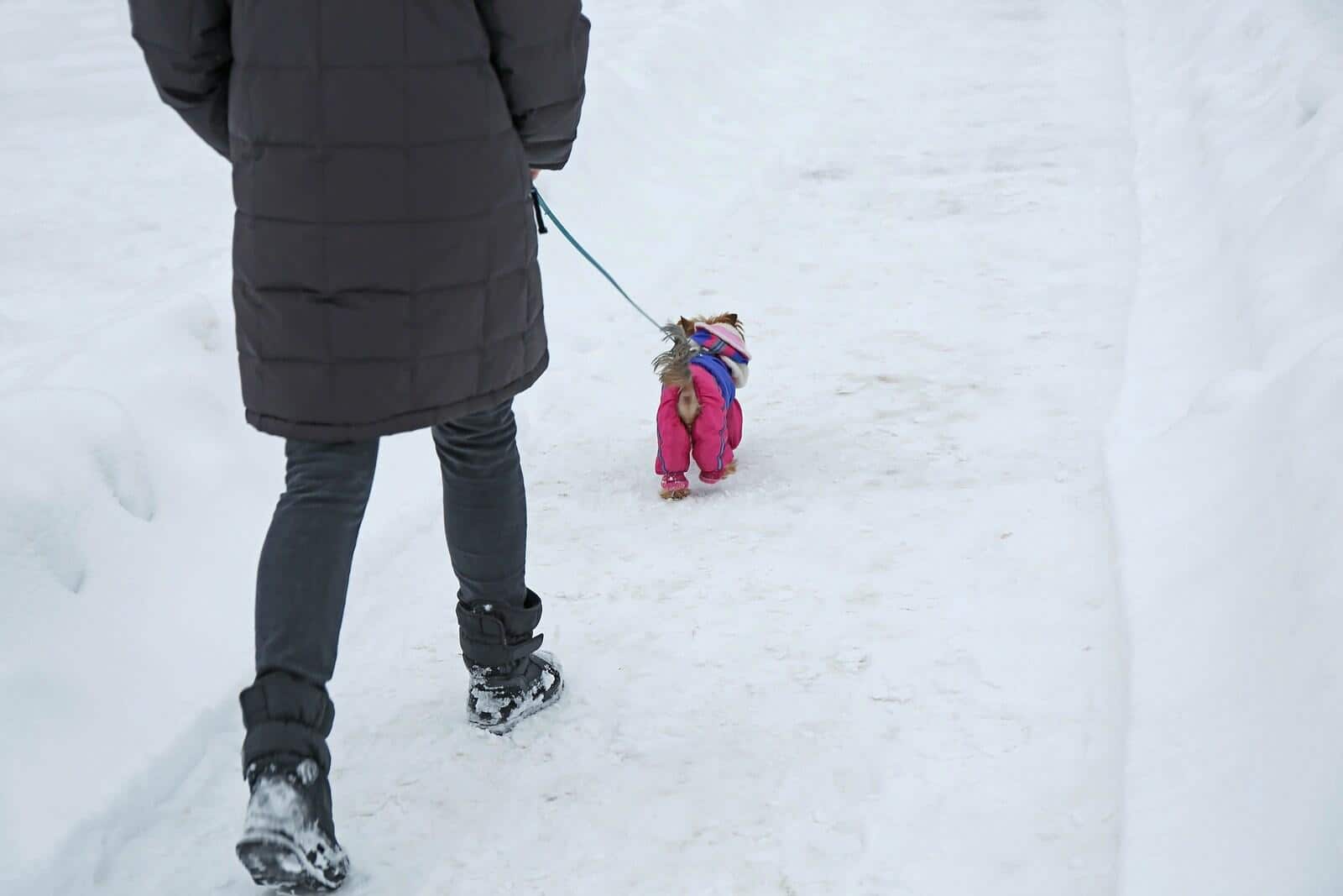Person walking a small dog in a coat on a shoveled sidewalk in winter.