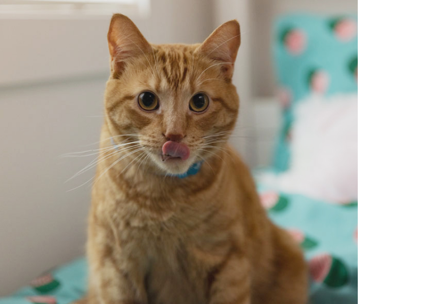 μία καφέ γάτα