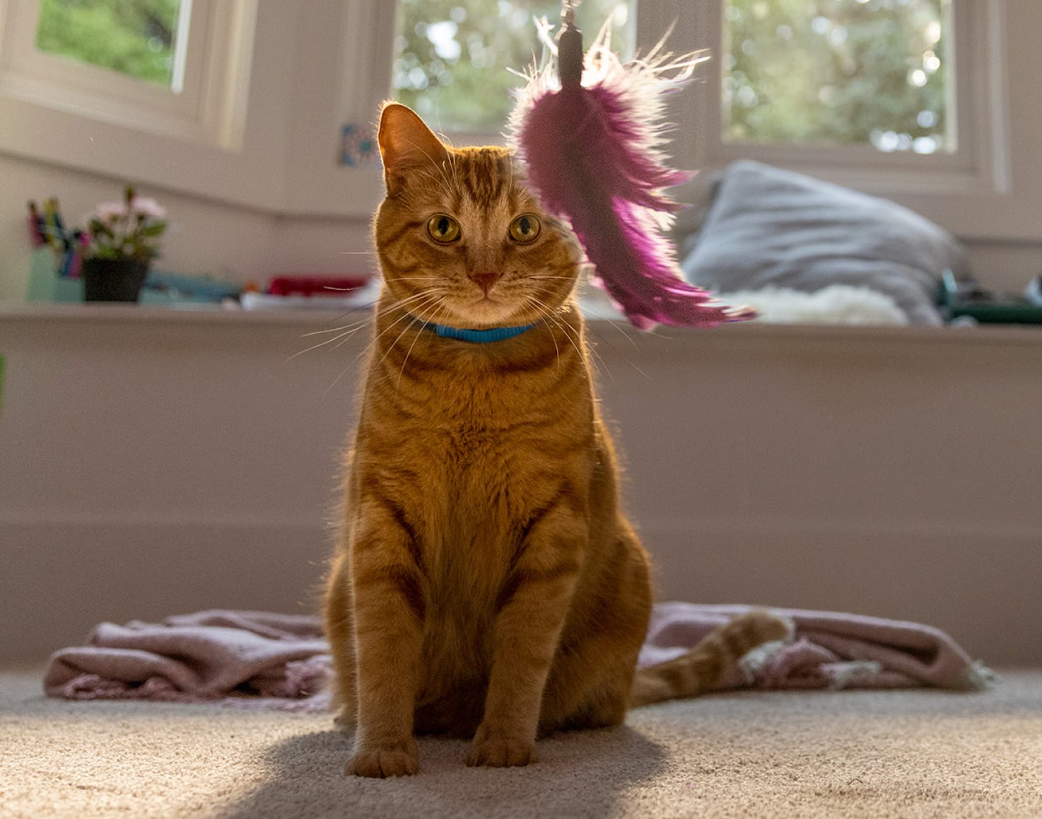 Μία γάτα κοιτάει κρεμμάμενο παιχνίδι