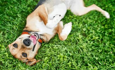 ένας σκύλος Dachshund με κόκκινο σαμάρι