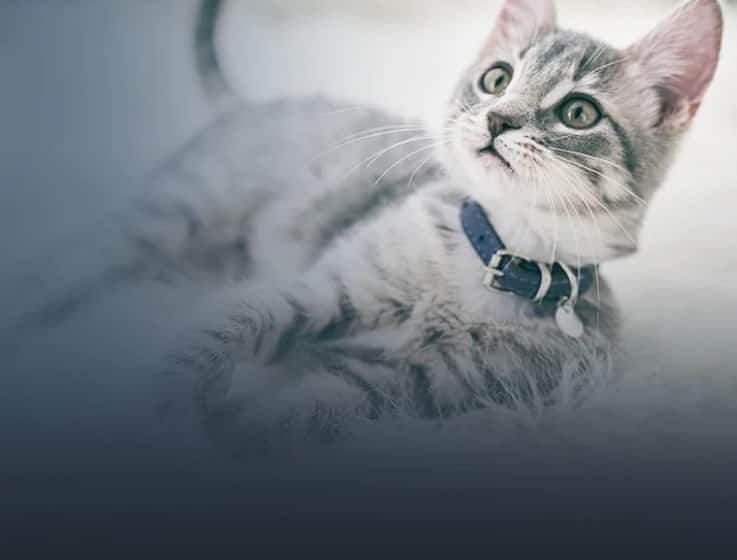 Ένα άσπρο και μαύρο γατάκι ξαπλωμένο με το κεφάλι του ανασηκωμένο